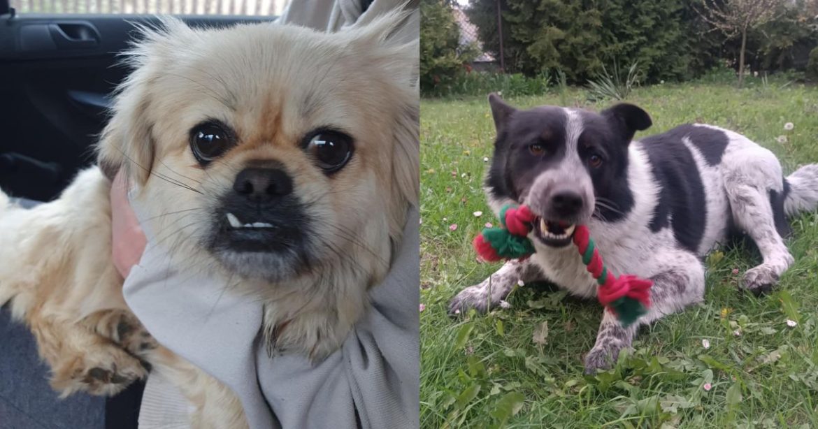 Bajka i Roki. Fot. Kudłate szczęście