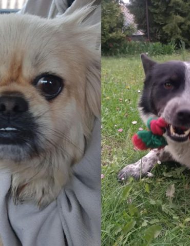 Bajka i Roki. Fot. Kudłate szczęście