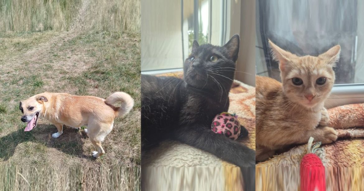 Sonia i kotki do adopcji. Fot. archiwum prywatne