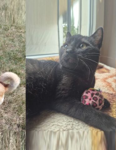 Sonia i kotki do adopcji. Fot. archiwum prywatne